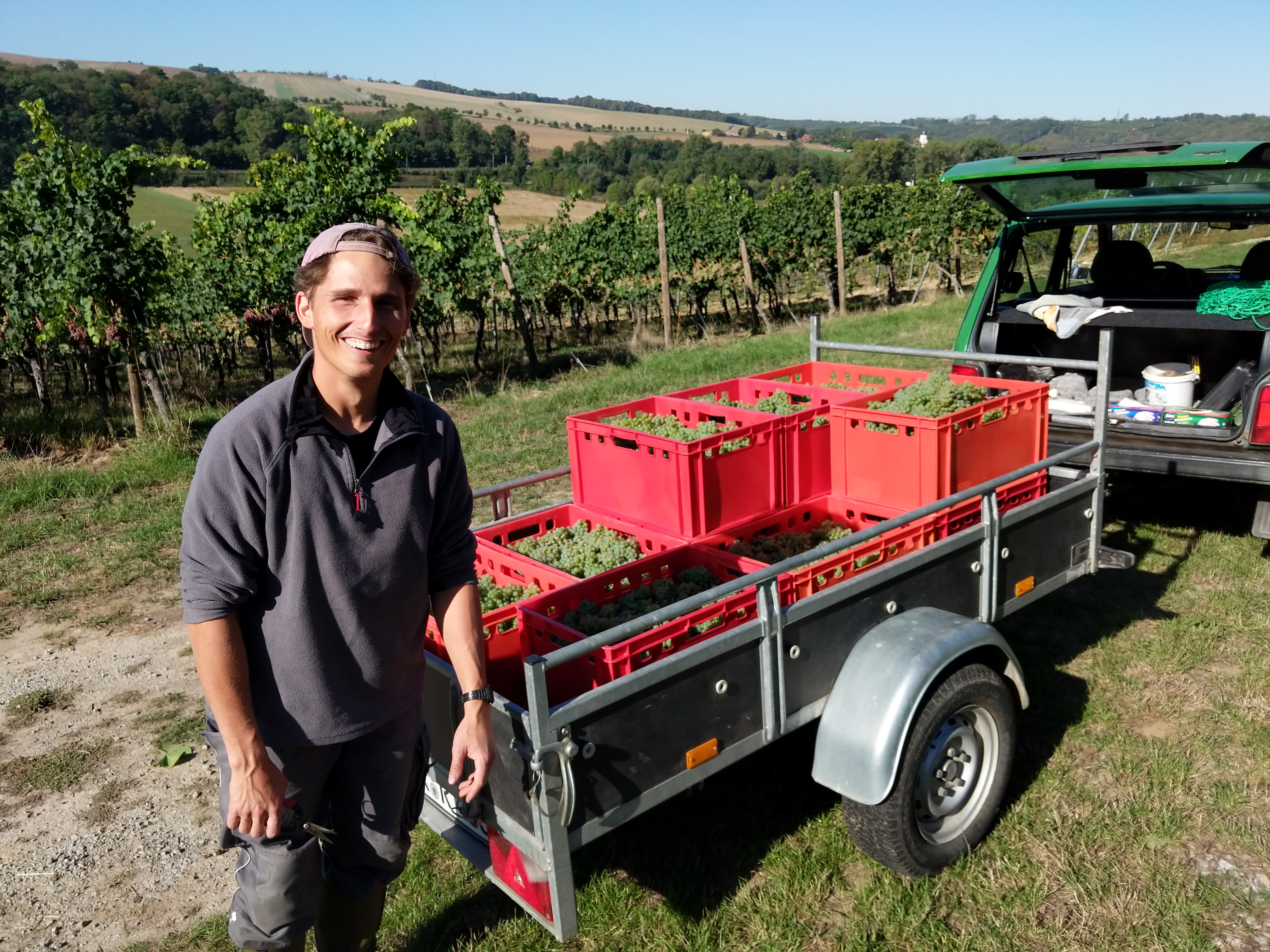 Weinberg, Weinernte, Kisten, Weinbau, Lagerwagen