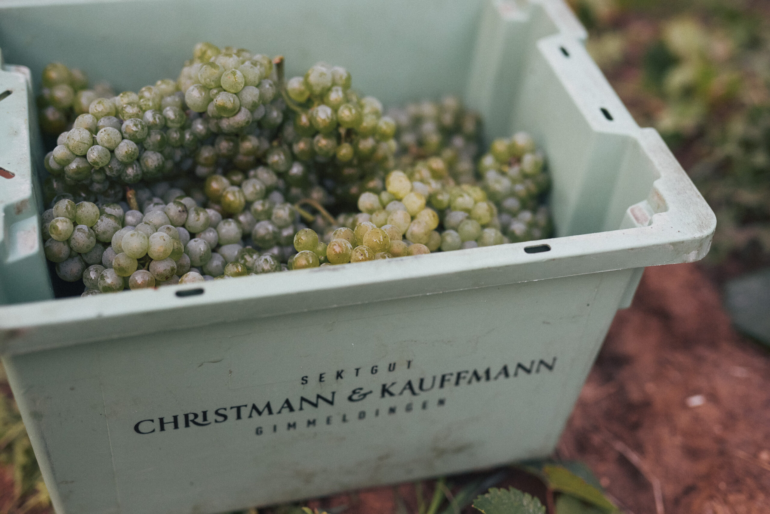 Essen, Obst, Trauben, Pflanze, Produzieren