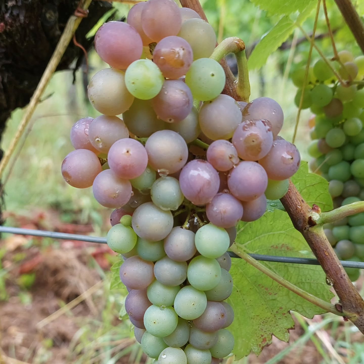 Obst, Trauben, Produzieren, Natur, Draußen