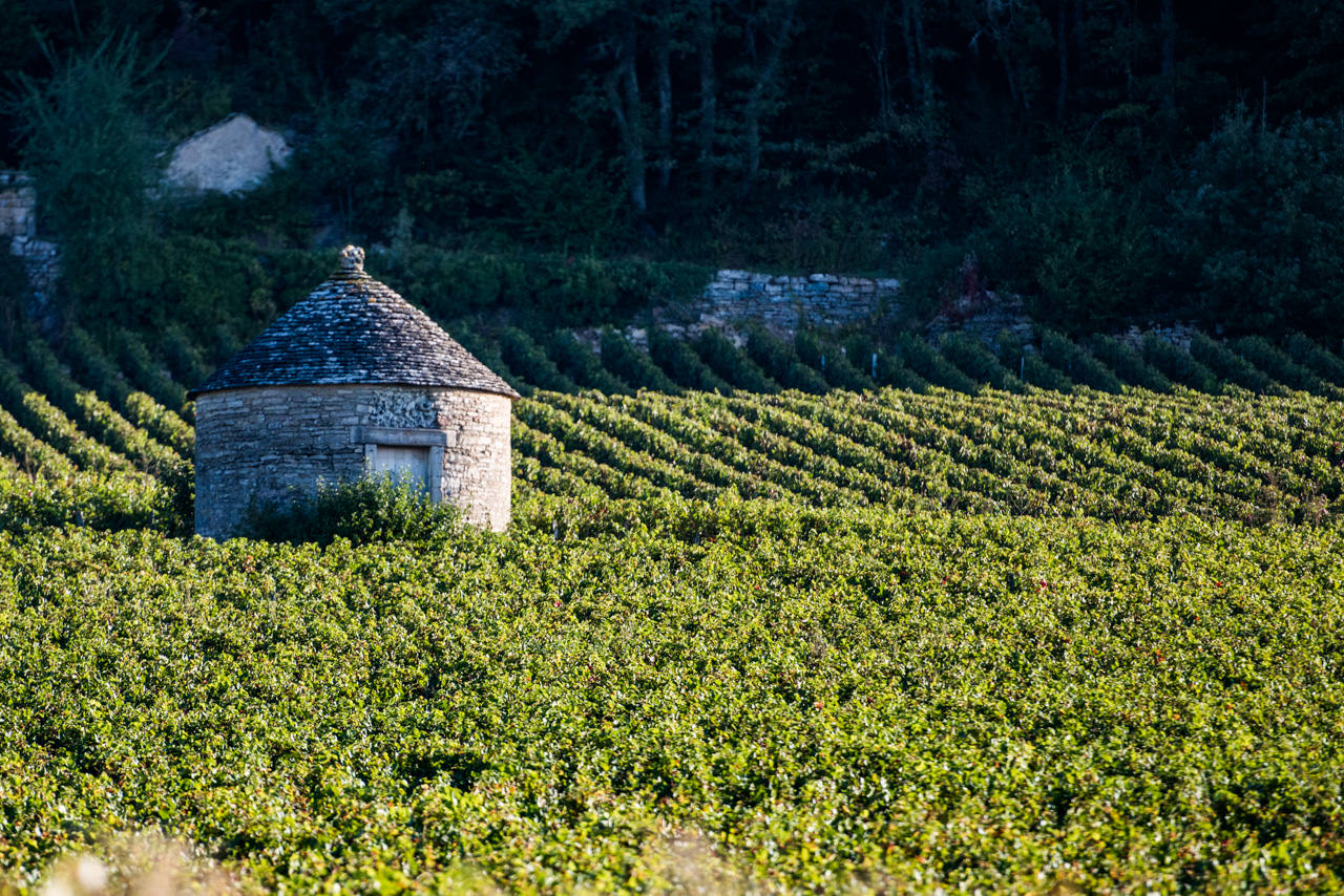 Weinberg, Weingarten, Kleine Stein hut, Stone hut, Rebenlandschaft