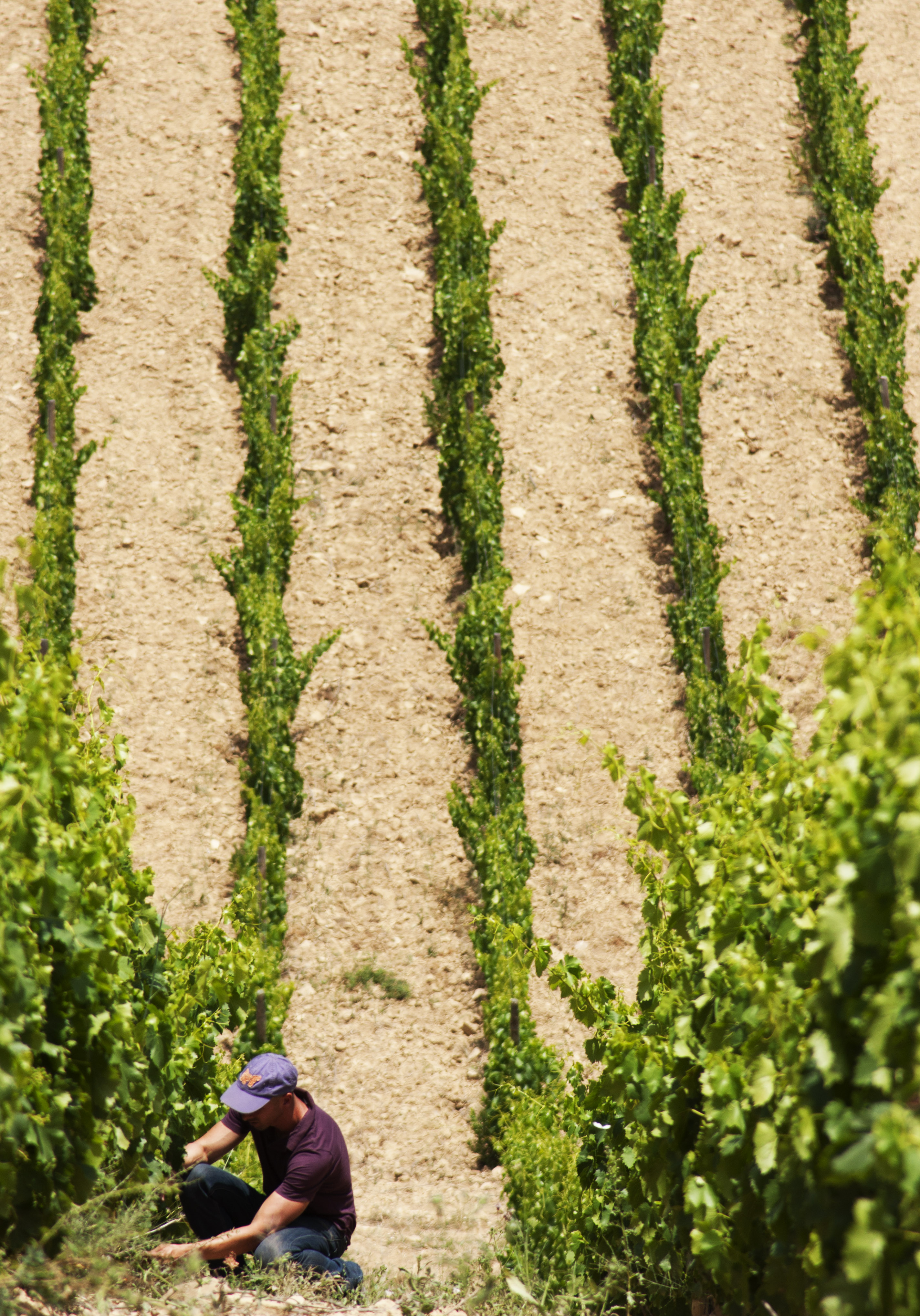 Weinberge, Reben, Weinbau, Weinfeld, Weinernte
