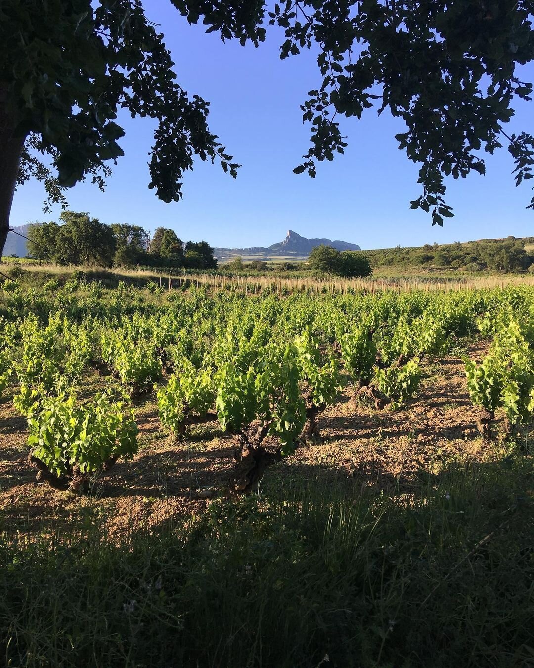 Weinberg, Weinreben, Weingarten, Landschaft, Weintraube