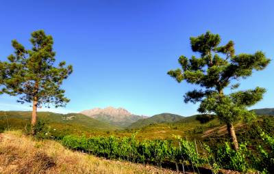 Clos Venturi
