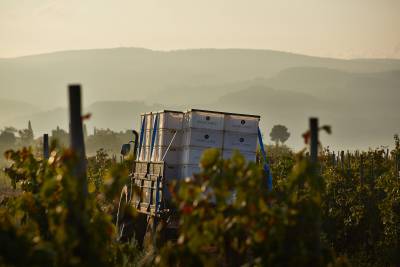 Celler Credo
